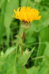 Hypochaeris ciliata (Hypochaeris ciliata)