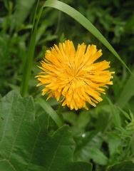 Hypochaeris ciliata (Hypochaeris ciliata)