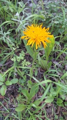 Hypochaeris ciliata (Hypochaeris ciliata)