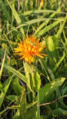 Hypochaeris ciliata (Hypochaeris ciliata)