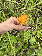Hypochaeris ciliata (Hypochaeris ciliata)