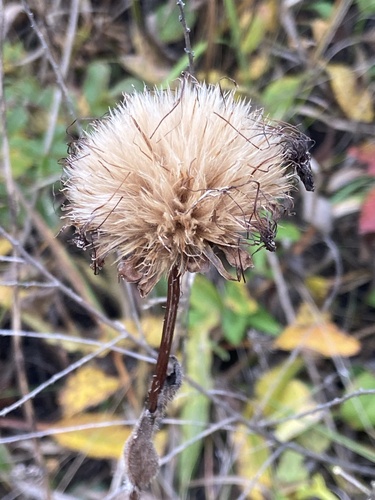 Hypochaeris ciliata (Hypochaeris ciliata)