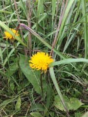 Hypochaeris ciliata (Hypochaeris ciliata)