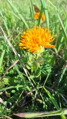 Hypochaeris ciliata (Hypochaeris ciliata)