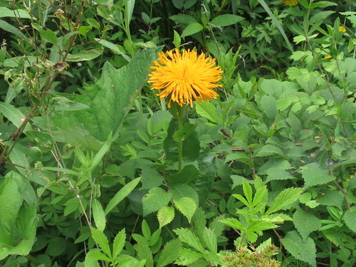 Hypochaeris ciliata (Hypochaeris ciliata)