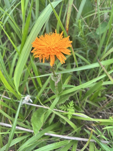 Hypochaeris ciliata (Hypochaeris ciliata)