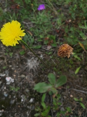 Hypochaeris maculata (Hypochaeris maculata)
