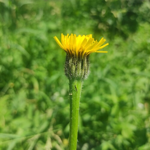 Hypochaeris maculata (Hypochaeris maculata)