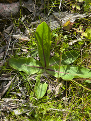 Hypochaeris maculata (Hypochaeris maculata)