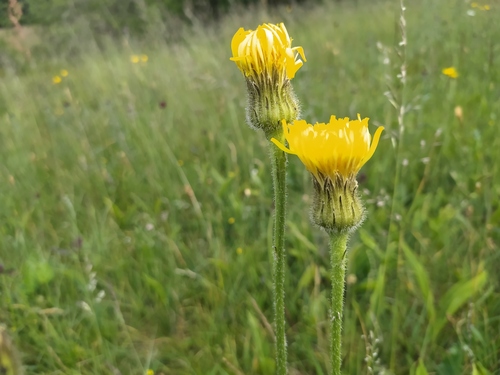 Hypochaeris maculata (Hypochaeris maculata)