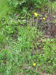 Hypochaeris maculata (Hypochaeris maculata)