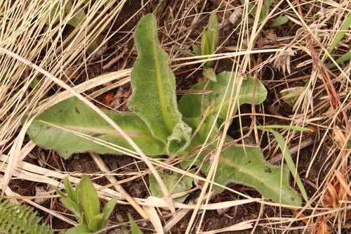 Hypochaeris maculata (Hypochaeris maculata)