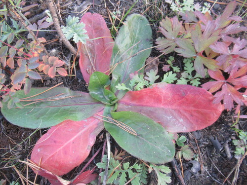 Hypochaeris maculata (Hypochaeris maculata)