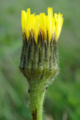 Hypochaeris maculata (Hypochaeris maculata)