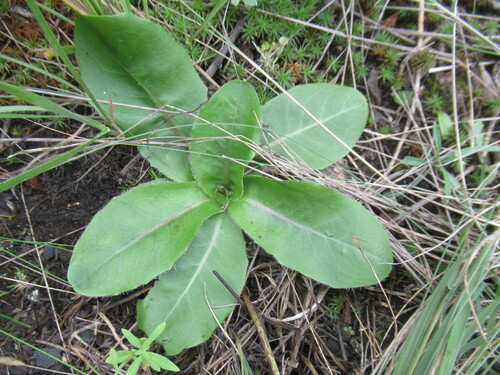 Hypochaeris maculata (Hypochaeris maculata)