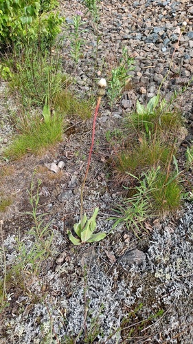 Hypochaeris maculata (Hypochaeris maculata)