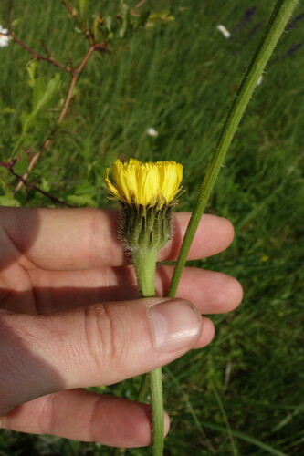 Hypochaeris maculata (Hypochaeris maculata)