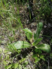 Hypochaeris maculata (Hypochaeris maculata)