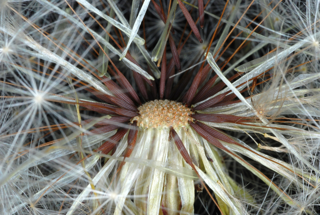 Hairy cat's ear (Hypochaeris radicata)