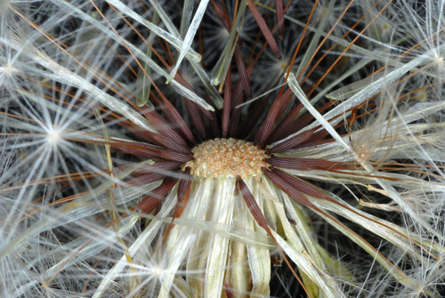 Hairy cat's ear