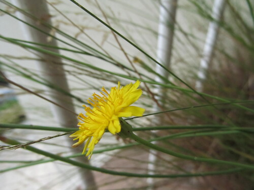 Hairy cat's ear (Hypochaeris radicata)