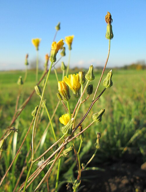 Hairy cat's ear: Gewöhnliches Ferkelkraut ( Hypochaeris radicata ) bei Reilingen