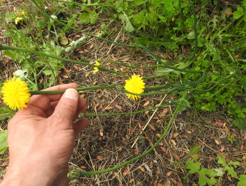 Hairy cat's ear (Hypochaeris radicata)