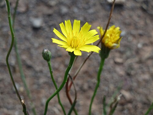 Hairy cat's ear: Gewöhnliches Ferkelkraut ( Hypochaeris radicata ) in Saarbrücken