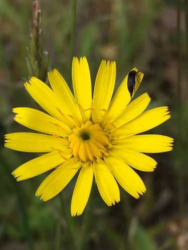 Hairy cat's ear (Hypochaeris radicata)