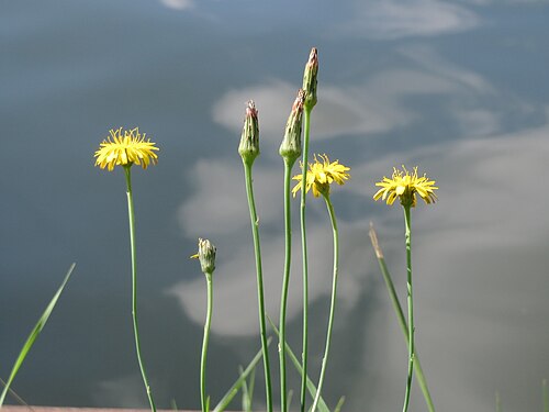 Hairy cat's ear: Gewöhnliches Ferkelkraut ( Hypochaeris radicata ) an der Saar in Saarbrücken