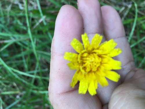 Hairy cat's ear (Hypochaeris radicata)