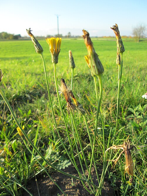 Hairy cat's ear: Gewöhnliches Ferkelkraut ( Hypochaeris radicata ) bei Reilingen