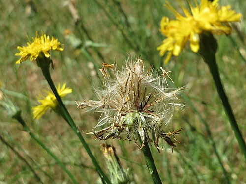 Hairy cat's ear: Gewöhnliches Ferkelkraut ( Hypochaeris radicata ) am Staden in Saarbrücken