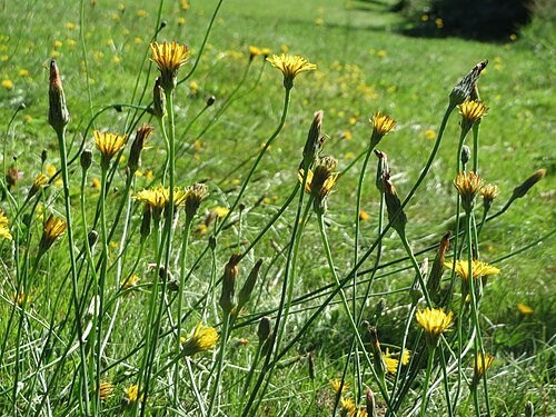 Hairy cat's ear: Gewöhnliches Ferkelkraut ( Hypochaeris radicata ) am Staden in Saarbrücken