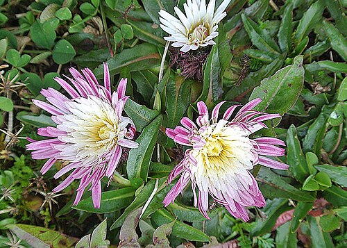 Hypochoeris sessiliflora: In Papallacta Pass east of Quito, this colorful form of the species is known as Roseton de Paramo and attributed medicinal properties. I