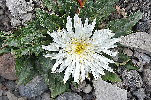 Hypochoeris sessiliflora (Hypochaeris sessiliflora)