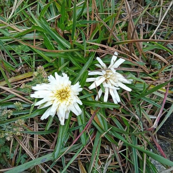 Hypochaeris taraxacoides (Hypochaeris taraxacoides)