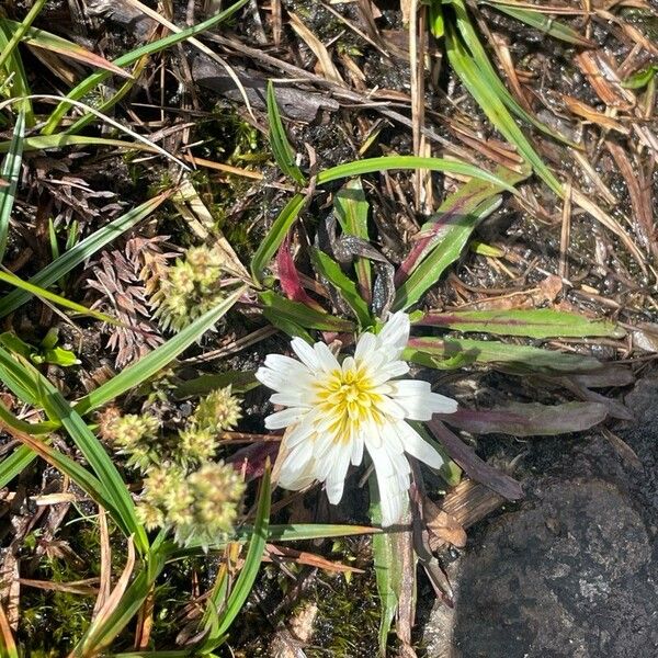 Hypochaeris taraxacoides (Hypochaeris taraxacoides)