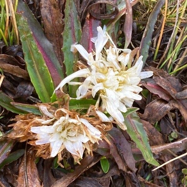 Hypochaeris taraxacoides (Hypochaeris taraxacoides)