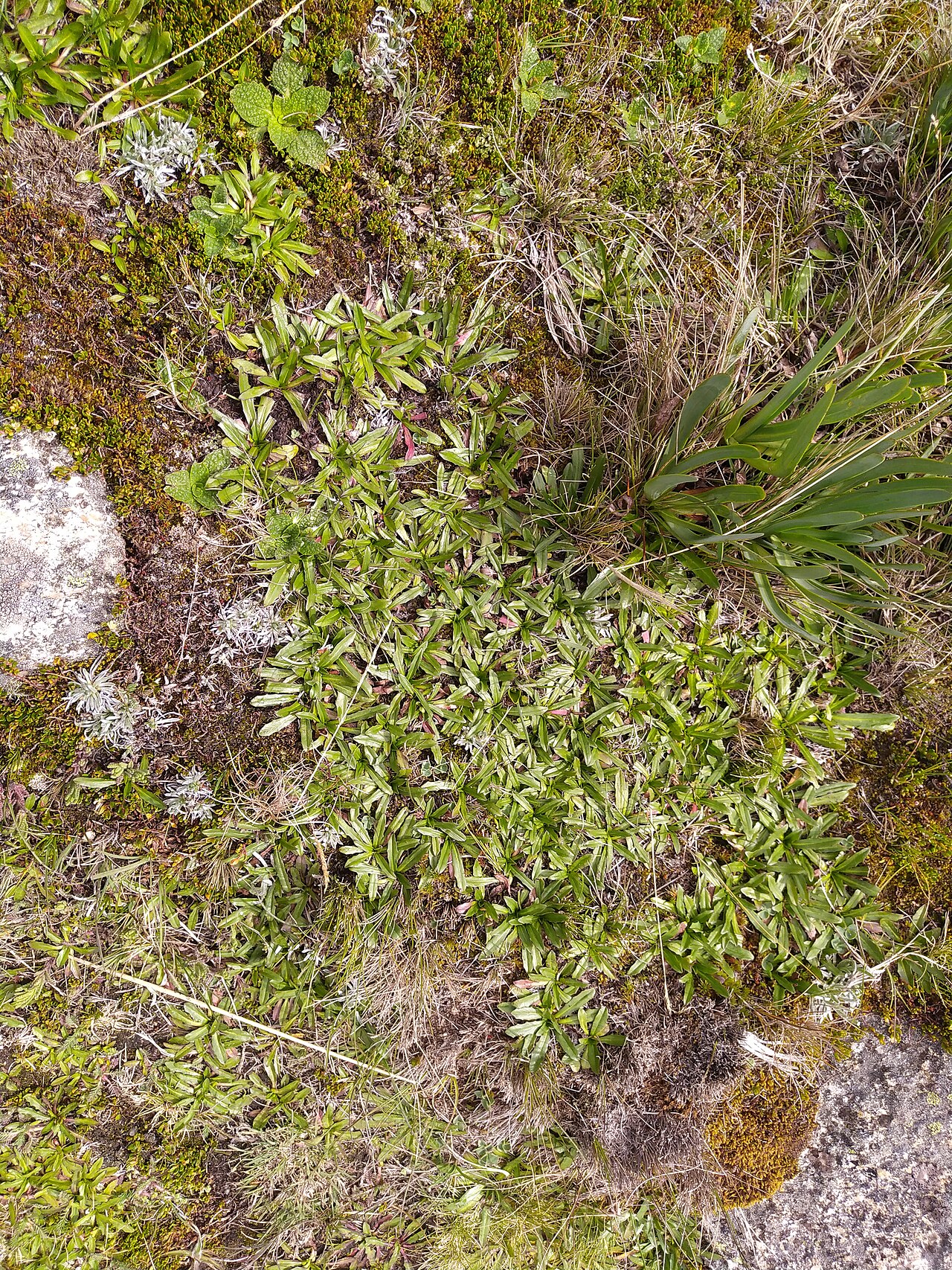 Hypochaeris taraxacoides: Foto tomada durante la expedición fotográfica en la quebrada de Aquilpo (Cordillera Blanca, Áncash) del 8 al 13 de diciembre de 2021 organizado por WikiAcción P