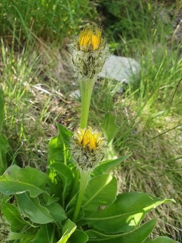 Hypochaeris uniflora (Hypochaeris uniflora)