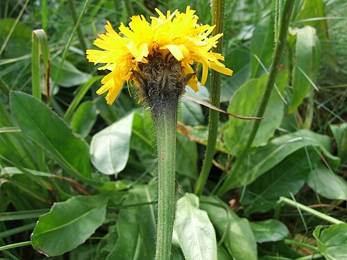 Hypochaeris uniflora: Hypochaeris uniflora (pl. prosienicznik jednogłówkowy), habitat: Spalona Dolina, West Tatra Mountains