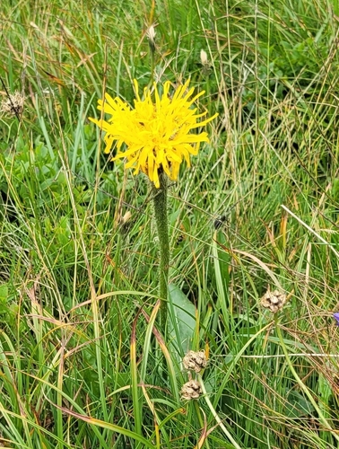 Hypochaeris uniflora (Hypochaeris uniflora)
