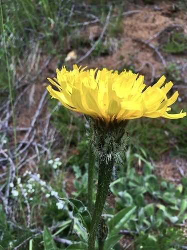 Hypochaeris uniflora (Hypochaeris uniflora)