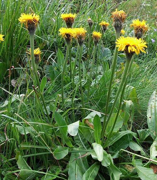 Hypochaeris uniflora: Hypochaeris uniflora (pl. prosienicznik jednogłówkowy), habitat: Spalona Dolina, West Tatra Mountains