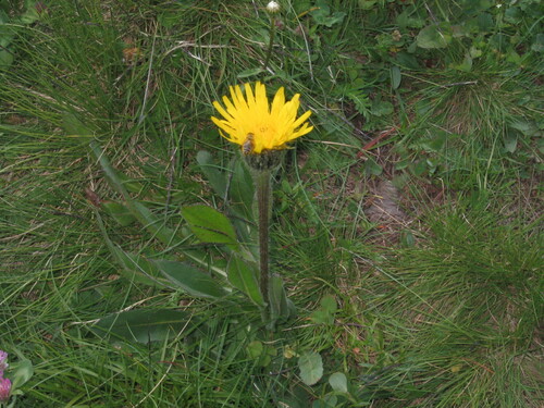 Hypochaeris uniflora (Hypochaeris uniflora)