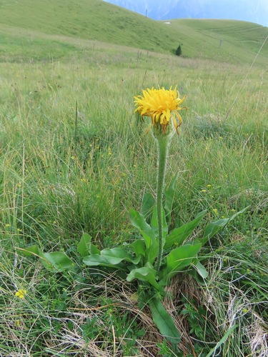Hypochaeris uniflora (Hypochaeris uniflora)