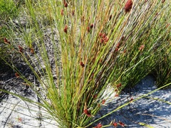 Hypodiscus alboaristatus (Hypodiscus alboaristatus)