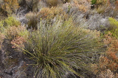 Hypodiscus alboaristatus (Hypodiscus alboaristatus)
