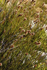 Hypodiscus alboaristatus (Hypodiscus alboaristatus)